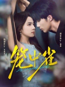 笼中雀,笼中雀免费下载,短剧,电影云集_电影云集影视网